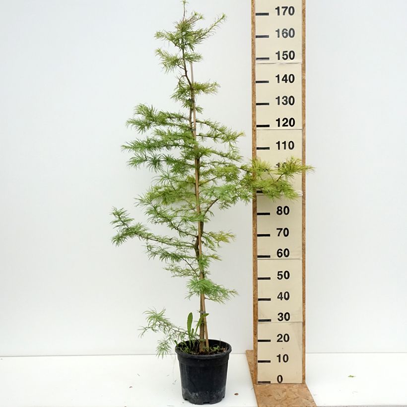 Amostra de Pseudolarix amabilis Vaso de 7,5 L/10 L tal como entregue no verão