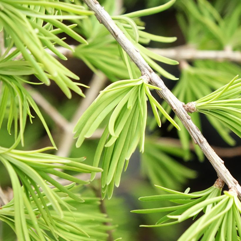 Pseudolarix amabilis (Folhagem)