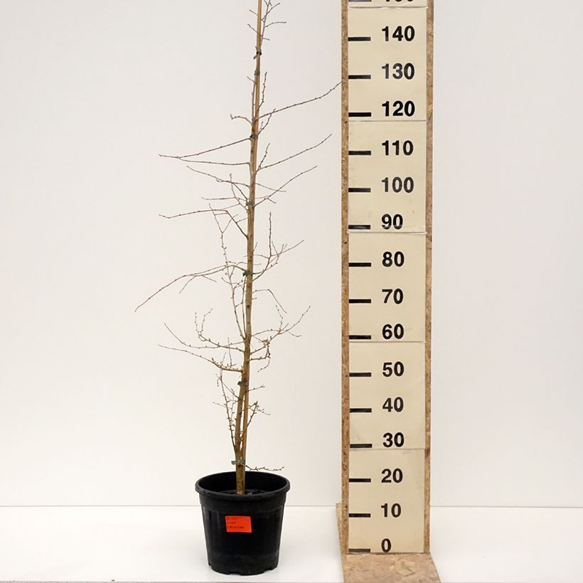 Amostra de Pseudolarix amabilis Vaso de 7,5 L/10 L tal como entregue no inverno