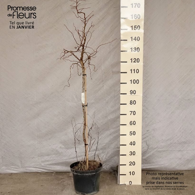 Amostra de Mélèze du Japon tortueux - Larix kaempferi Diana                           Vaso de 12 L/15 L tal como entregue no inverno