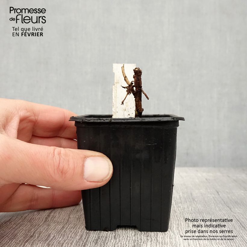 Amostra de Melianthus major - Grande mélianthe Vaso de 8/9 cm tal como entregue no inverno