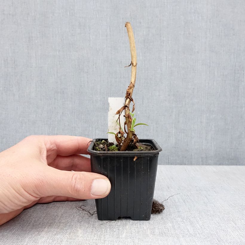 Amostra de Melianthus major Vaso de 8/9 cm tal como entregue na primavera