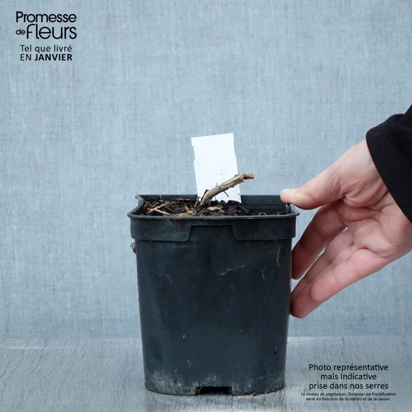 Amostra de Melianthus major - Grande mélianthe Vaso de 2 L/3 L tal como entregue no inverno