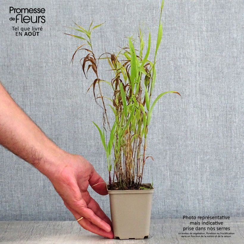 Amostra de Melica altissima Atropurpurea Vaso de 8/9 cm tal como entregue no verão