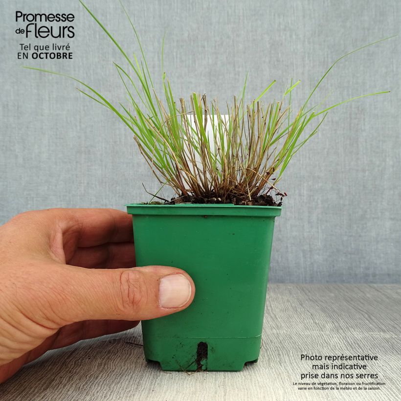 Amostra de Melica ciliata Vaso de 8/9 cm tal como entregue no outono
