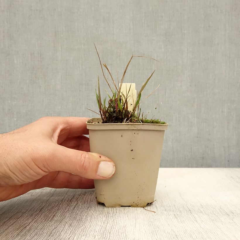 Amostra de Melica nutans Vaso de 8/9 cm tal como entregue no outono