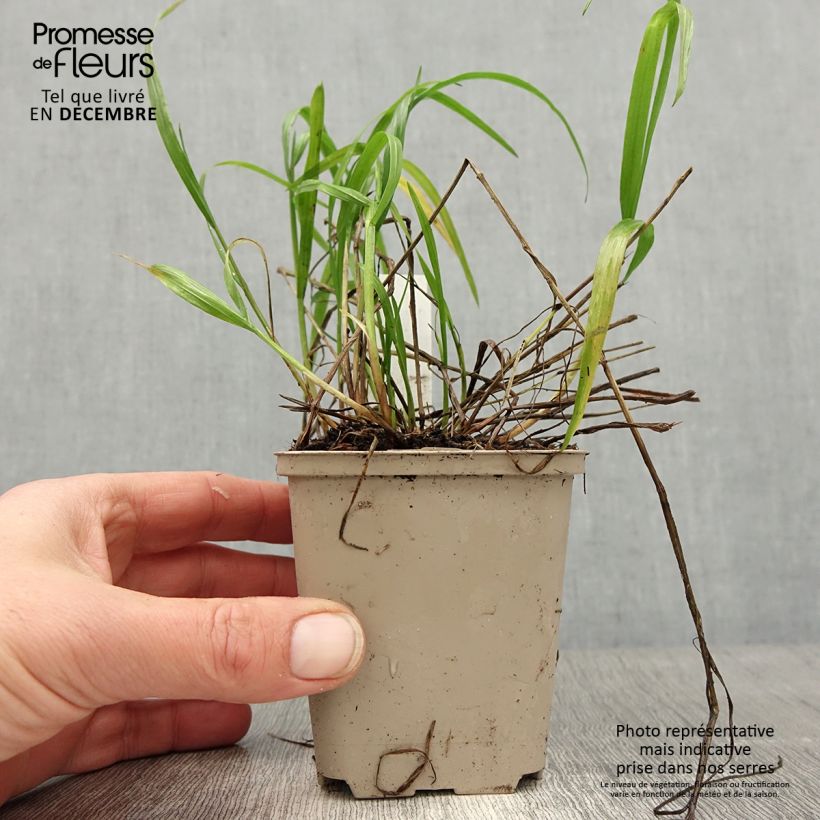 Amostra de Melica nutans - Mélique penchée Vaso de 8/9 cm tal como entregue no inverno