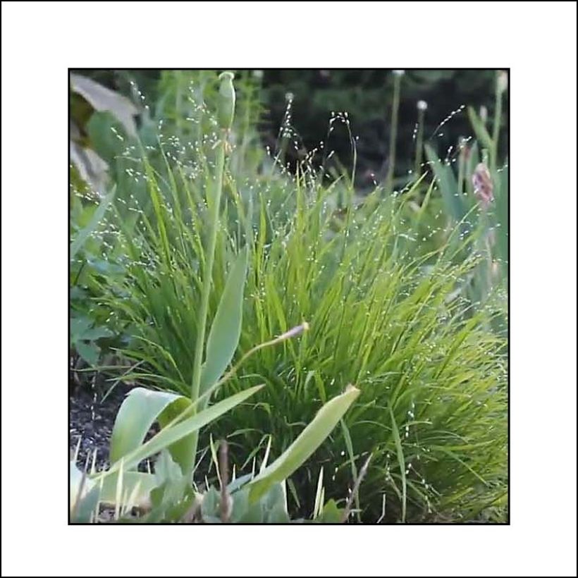 Melica uniflora var. albida (Folhagem)