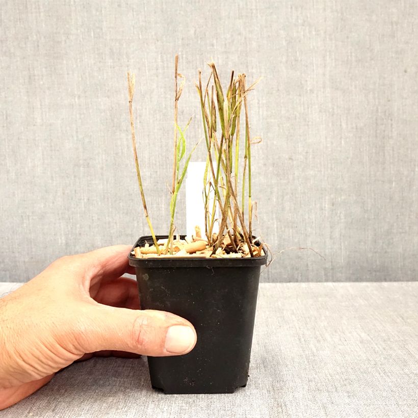 Amostra de Melica uniflora var. albida Vaso de 8/9 cm tal como entregue no outono