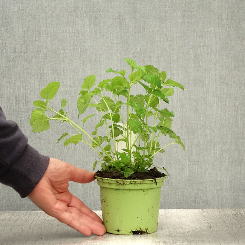 Amostra de Erva-cidreira - Melissa officinalis Vaso de 1,5 L/2 L tal como entregue no verão