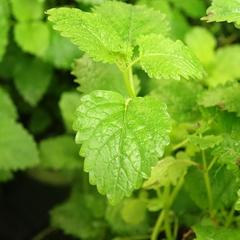 Erva-cidreira - Melissa officinalis (Folhagem)