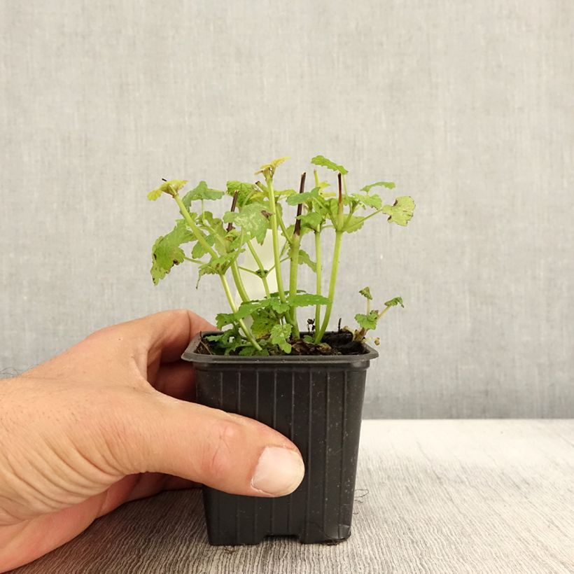 Amostra de Melissa officinalis Aurea Vaso de 8/9 cm tal como entregue no outono