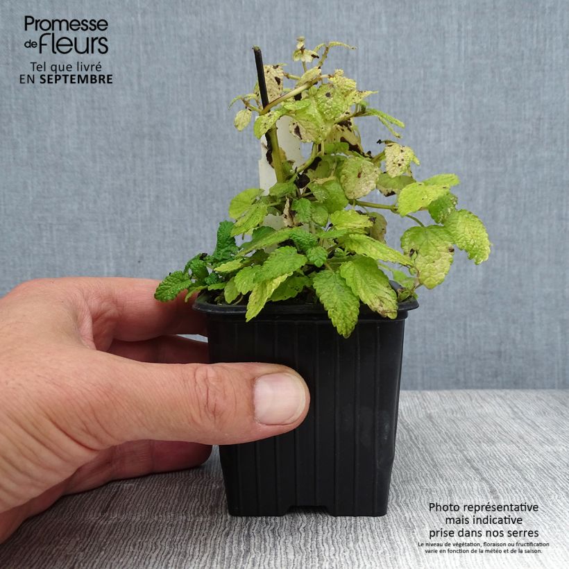 Amostra de Melissa officinalis Aurea Vaso de 8/9 cm tal como entregue no verão