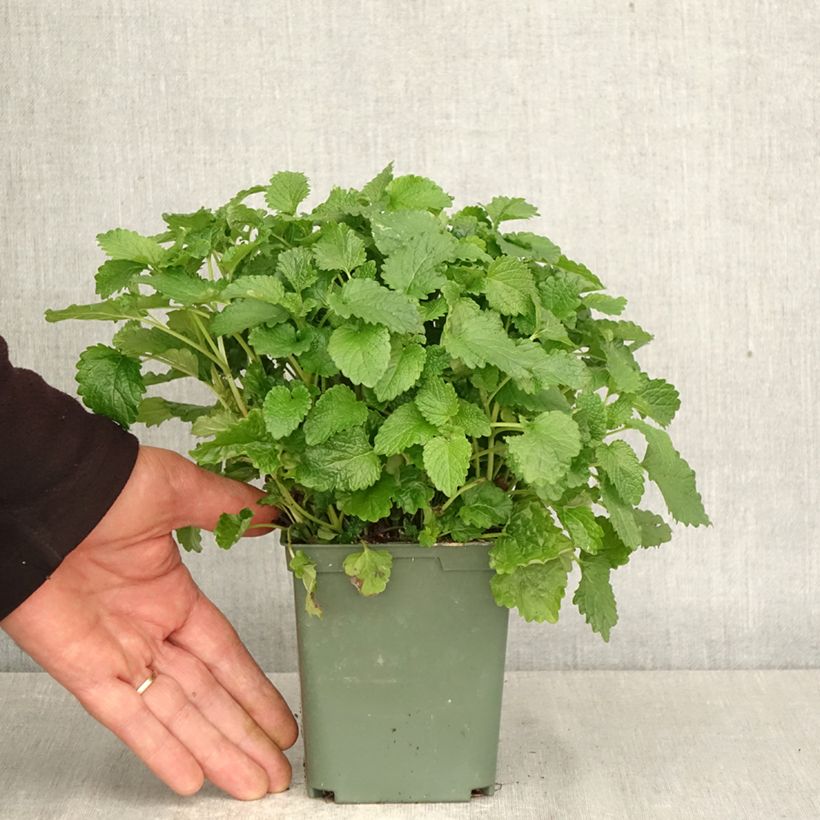 Amostra de Melissa officinalis Aurea Vaso de 1 L/1,5 L tal como entregue na primavera