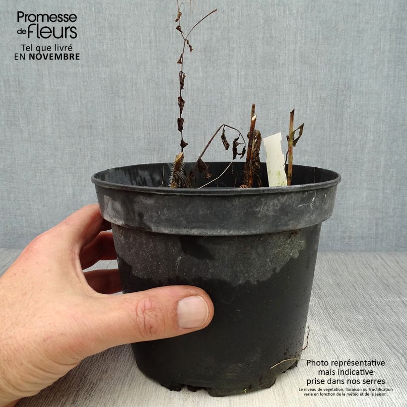 Amostra de Melittis melissophyllum Alba Vaso de 2 L/3 L tal como entregue no outono