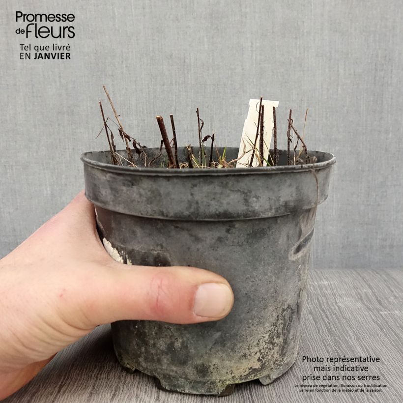 Amostra de Mélitte, Melittis melissophyllum Alba Vaso de 2 L/3 L tal como entregue no inverno