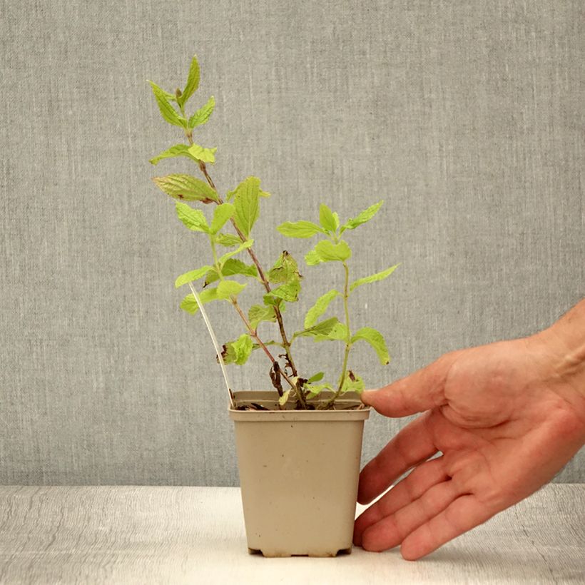 Amostra de Melittis melissophyllum Vaso de 8/9 cm tal como entregue no verão