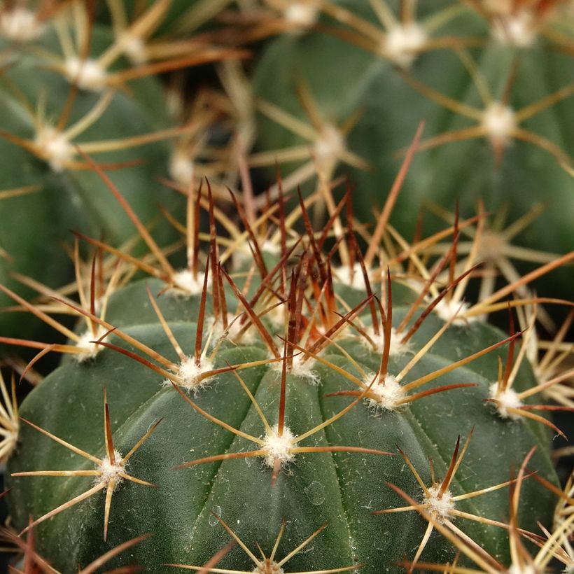 Melocactus azureus - Cacto (Folhagem)