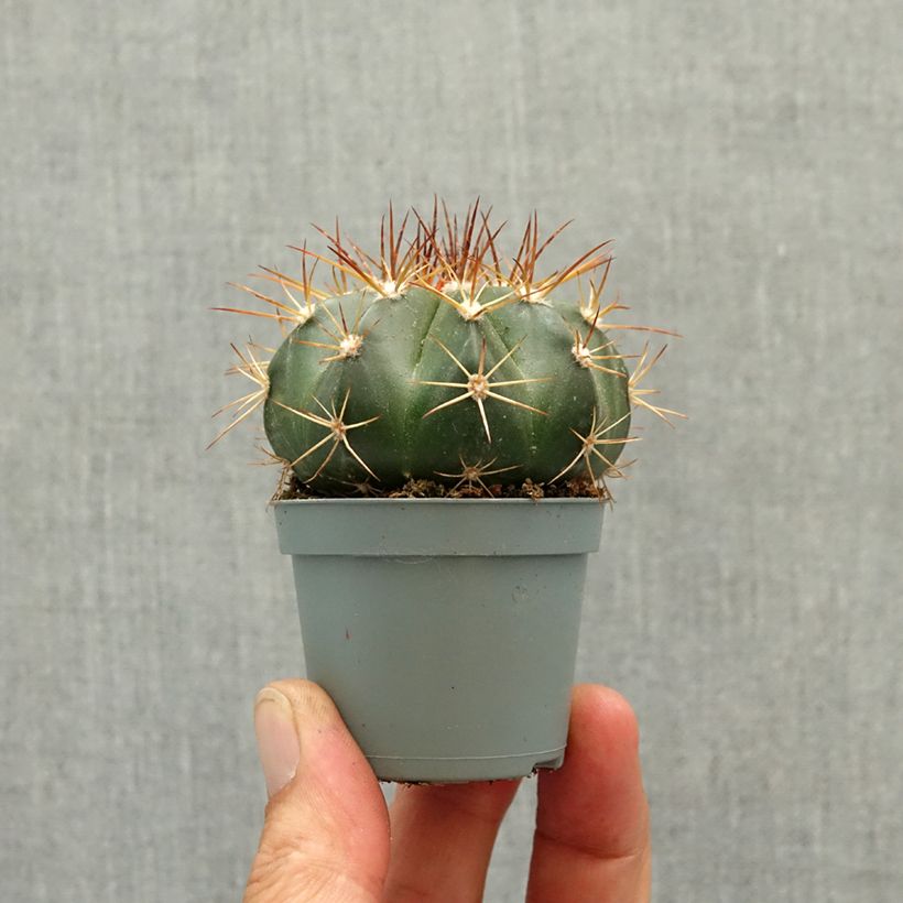 Amostra de Melocactus azureus - Cactus melon Mini-plante tal como entregue na primavera