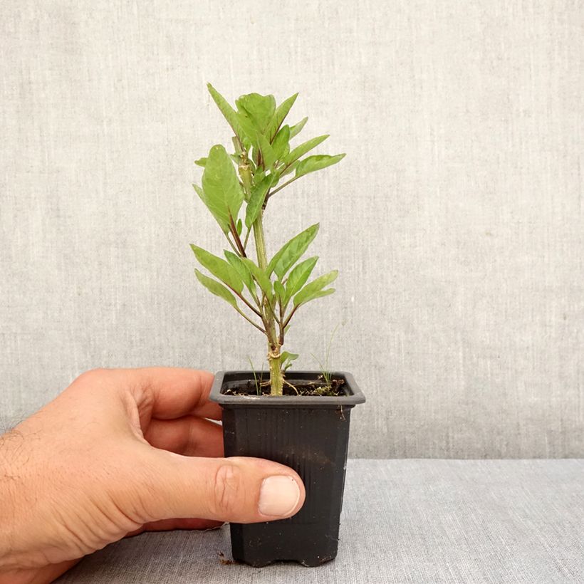 Amostra de Melão Pêra - Pepino Vaso de 7/8 cm tal como entregue no outono