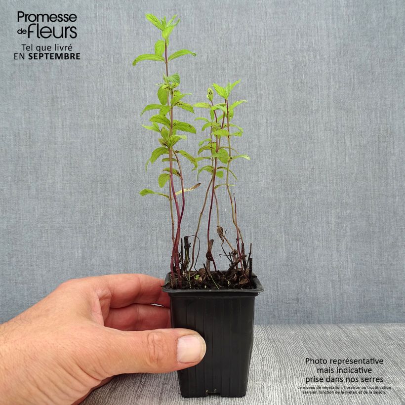 Amostra de Hortelã-marroquina Bio Vaso de 7/8 cm tal como entregue no outono