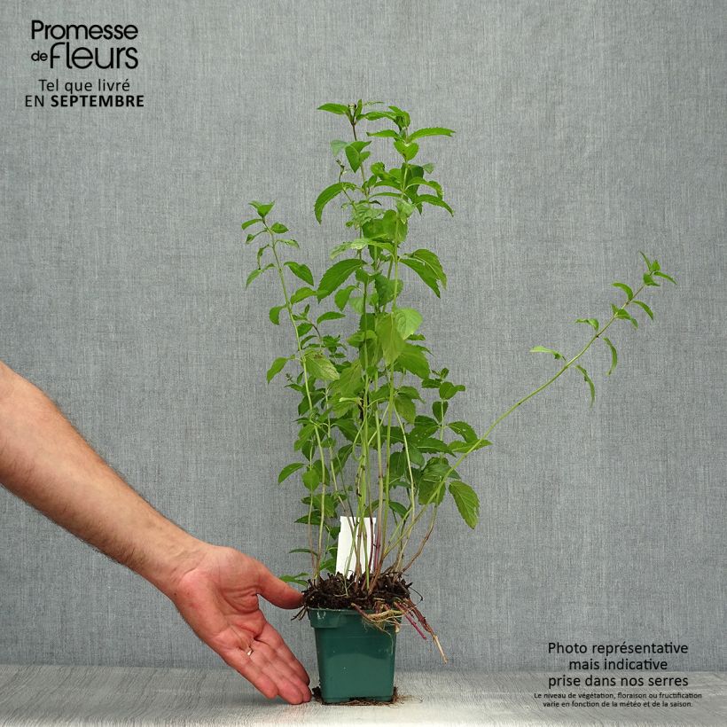 Amostra de Hortelã-pimenta Citaro plantas jovens - Mentha piperata em planta Vaso de 10 cm/11 cm tal como entregue no outono