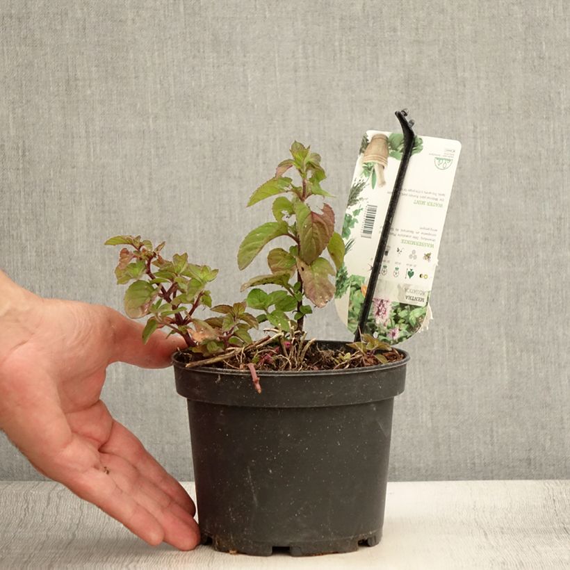 Amostra de Hortelã-aquática - Mentha aquatica Vaso de 1,5 L/2 L tal como entregue no verão