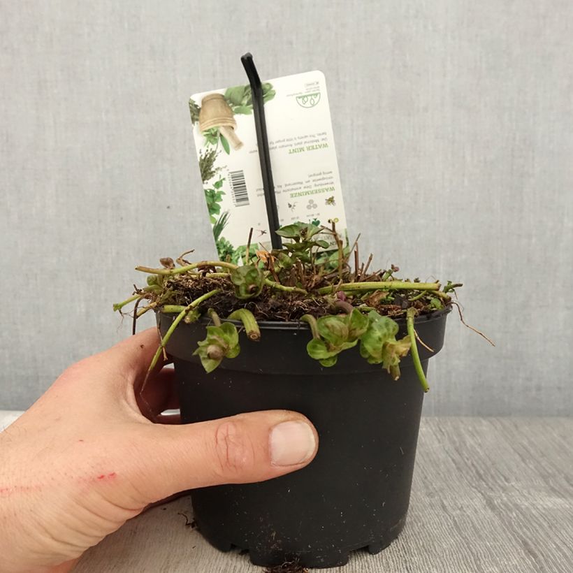 Amostra de Hortelã-aquática - Mentha aquatica Vaso de 1,5 L/2 L tal como entregue na primavera