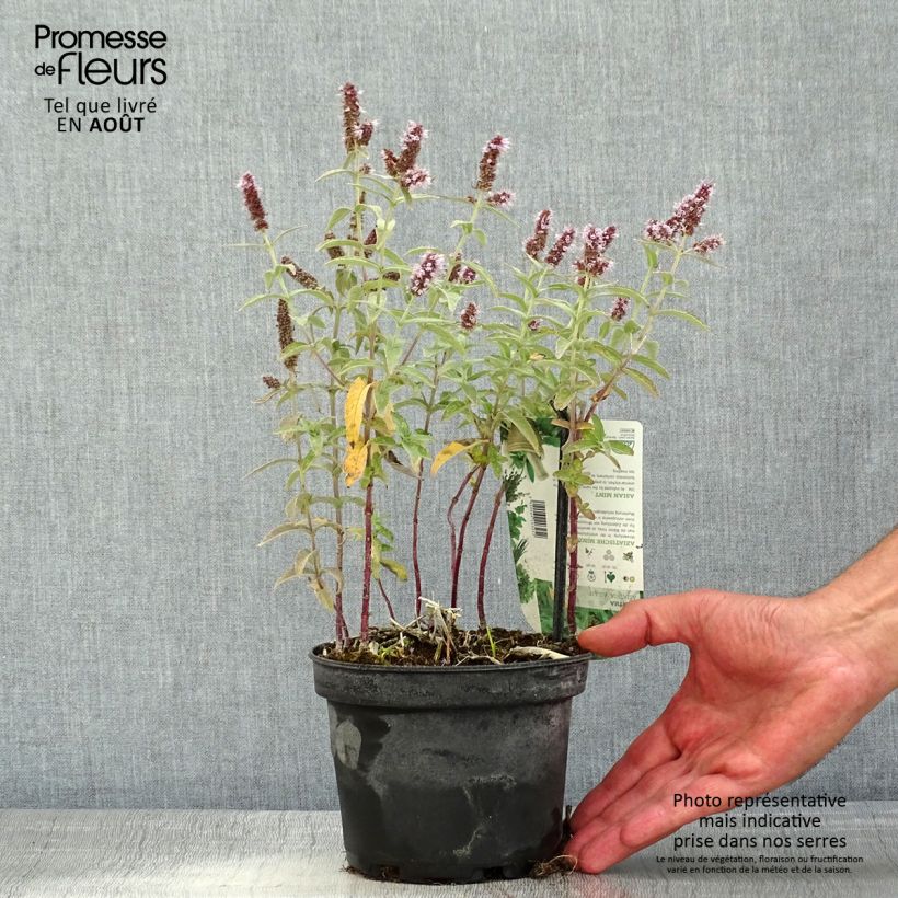 Amostra de Mentha asiatica Var Asiatica Vaso de 1,5 L/2 L tal como entregue no verão