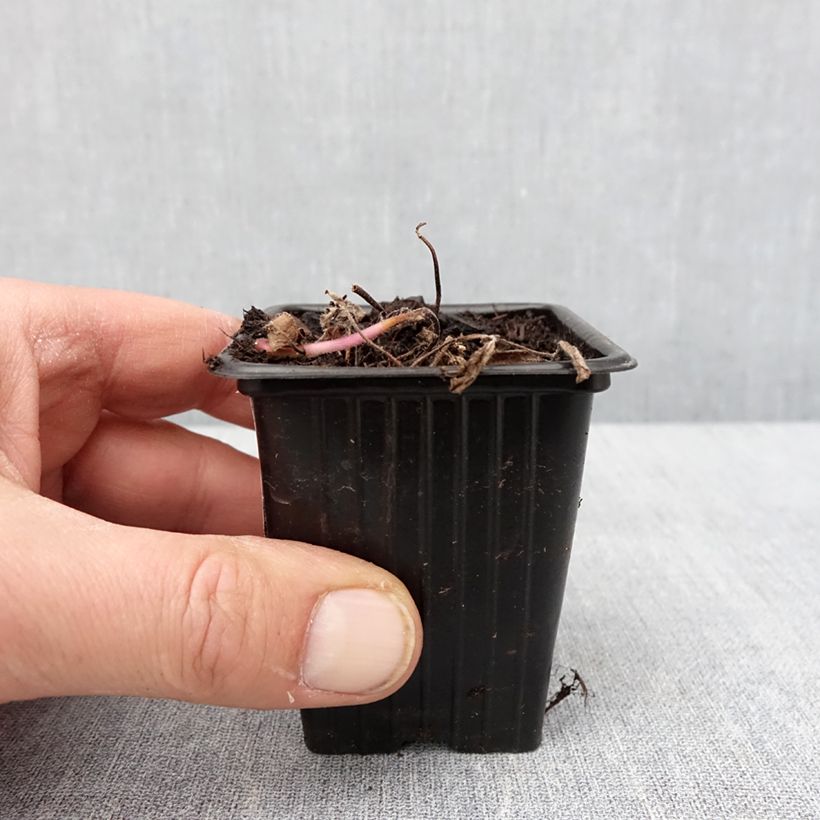 Amostra de Menthe banane BIO - Mentha arvensis Banana Vaso de 8/9 cm tal como entregue no inverno