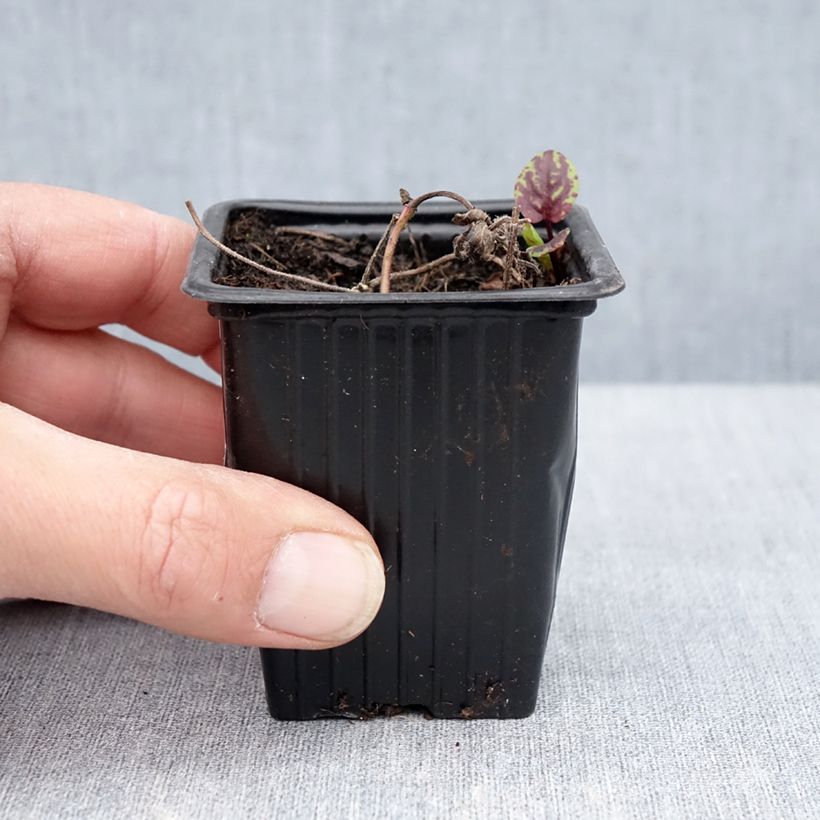 Amostra de Hortelã-banana Banana Bio Vaso de 8/9 cm tal como entregue na primavera