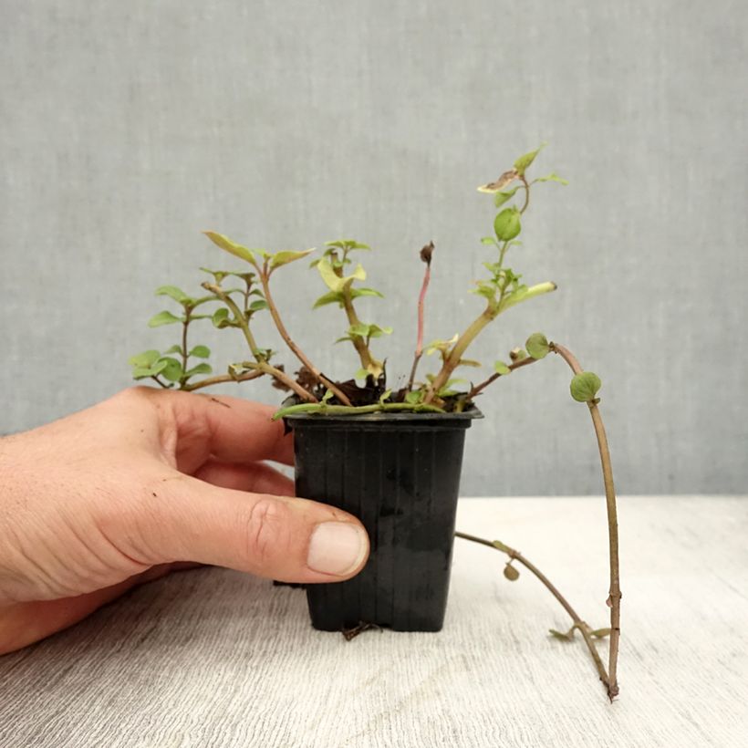 Amostra de Hortelã-bergamota Bergamota Bio Vaso de 8/9 cm tal como entregue no outono