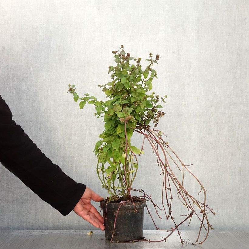 Amostra de Menthe Bergamote BIO - Mentha citrata Bergamote Pot de 2L/3L tal como entregue no outono