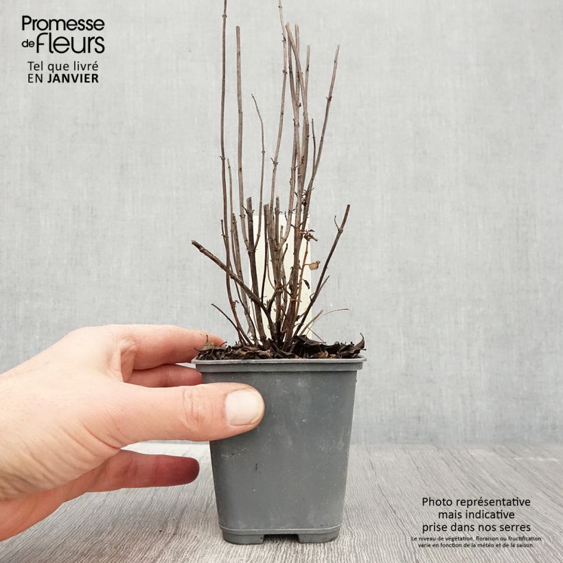 Amostra de Hortelã pimenta Bergamote Vaso de 8/9 cm tal como entregue no inverno