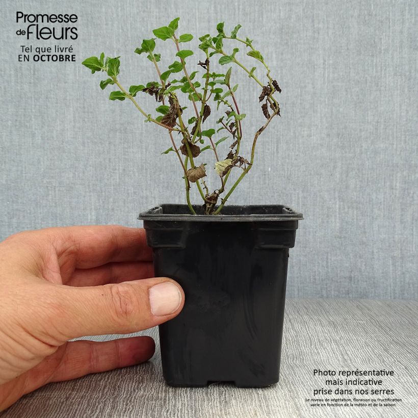 Amostra de Hortelã Branca Bio - Mentha piperata officinalis Alba Vaso de 8/9 cm tal como entregue no outono