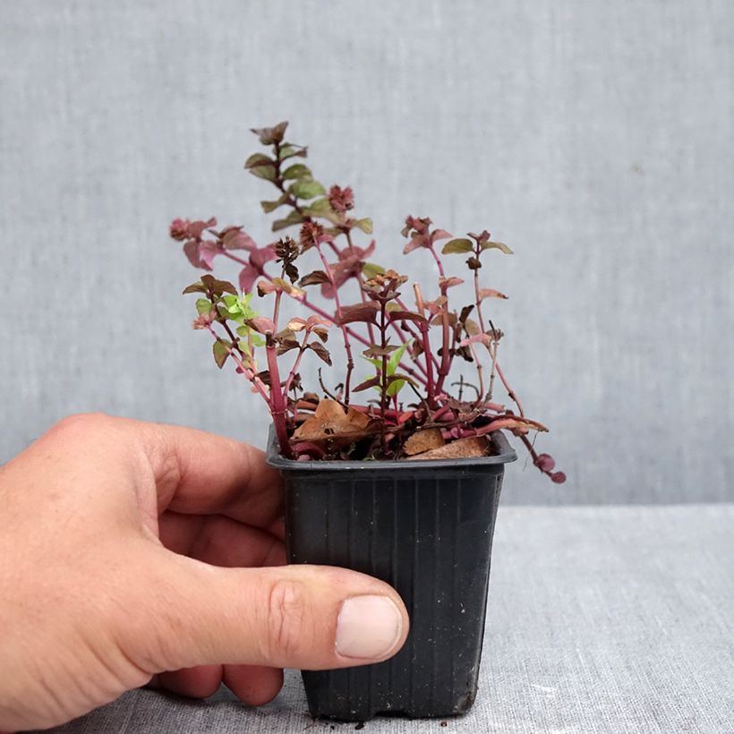 Amostra de Hortelã-pimenta Chartreuse Bio - Mentha piperita Chartreuse Vaso de 8/9 cm tal como entregue no outono