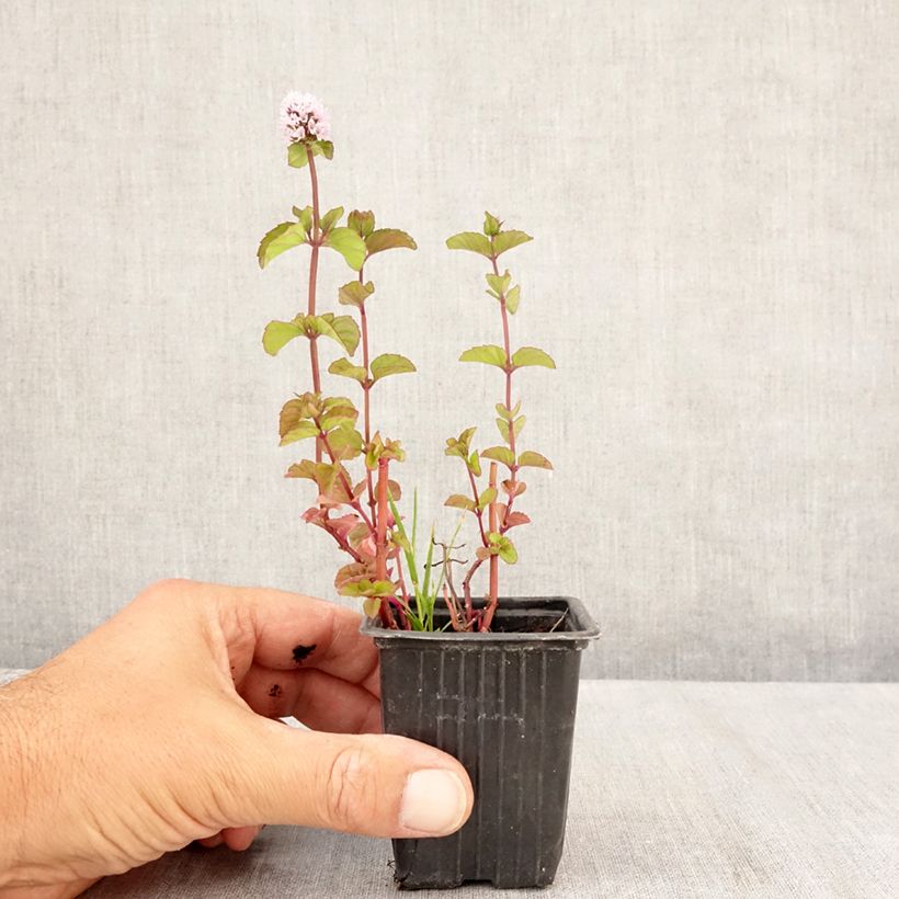 Amostra de Hortelã-pimenta Chartreuse Bio - Mentha piperita Chartreuse Vaso de 8/9 cm tal como entregue no verão