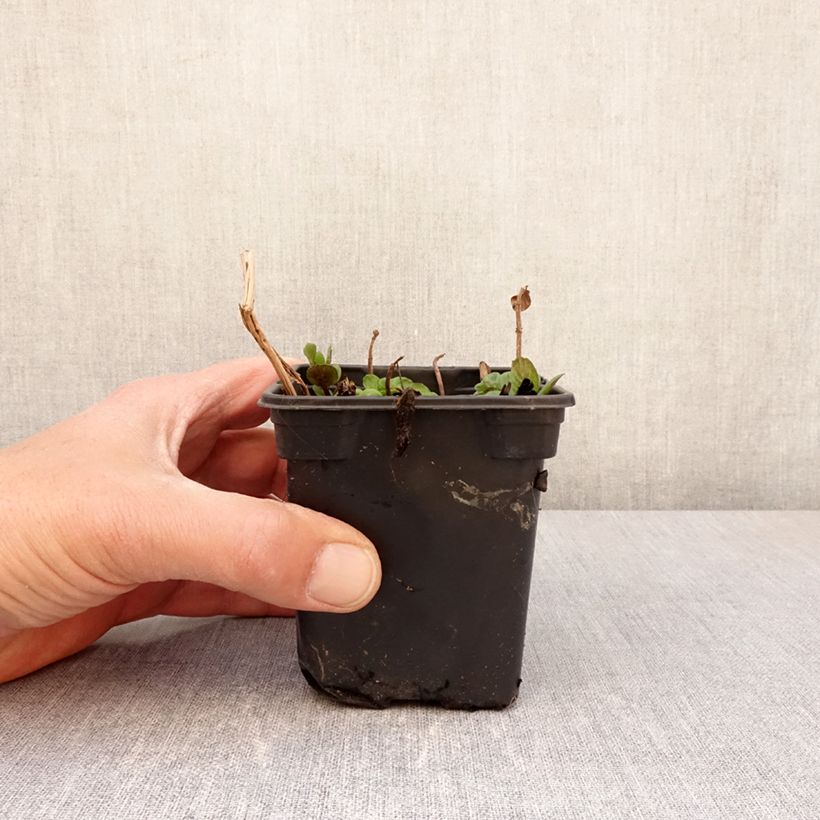 Amostra de Hortelã-pimenta Chartreuse Bio - Mentha piperita Chartreuse Vaso de 8/9 cm tal como entregue na primavera