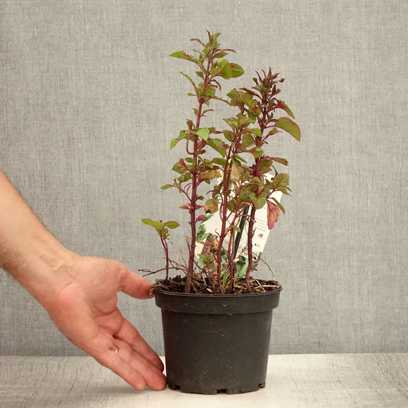 Amostra de Hortelã chocolate - Mentha x piperita schocominze Vaso de 1,5 L/2 L tal como entregue no verão