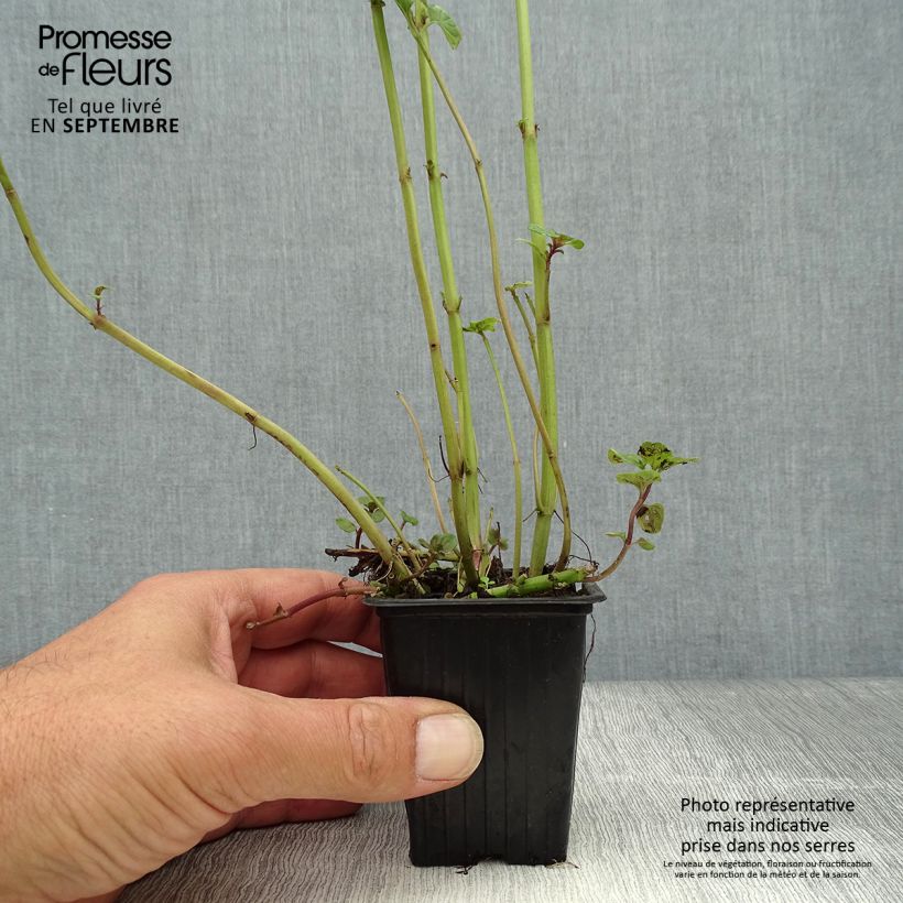 Amostra de Hortelã-limão - Mentha citrata Vaso de 8/9 cm tal como entregue no outono