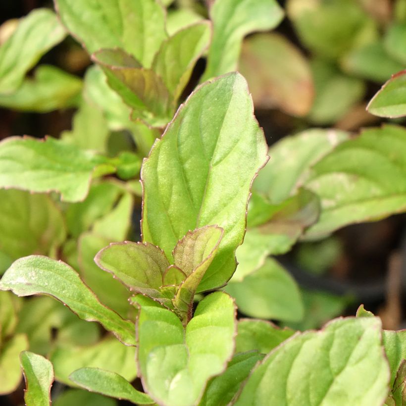 Hortelã-limão - Mentha citrata (Folhagem)