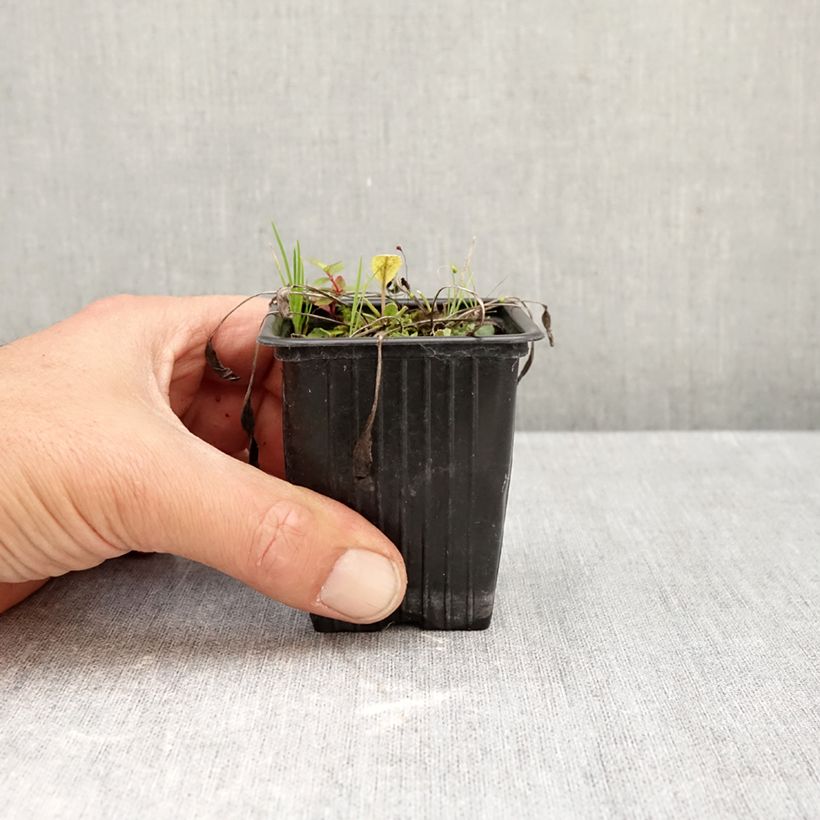 Amostra de Erva-de-santa-maria - Tanacetum balsamita Vaso de 7/8 cm tal como entregue no outono
