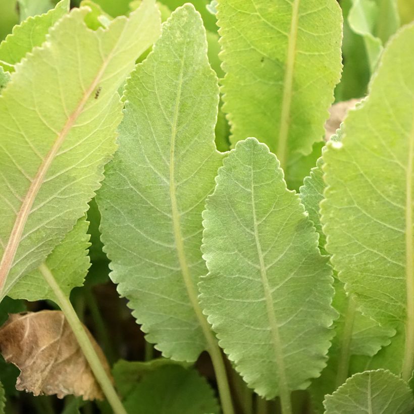 Erva-de-santa-maria - Tanacetum balsamita (Folhagem)