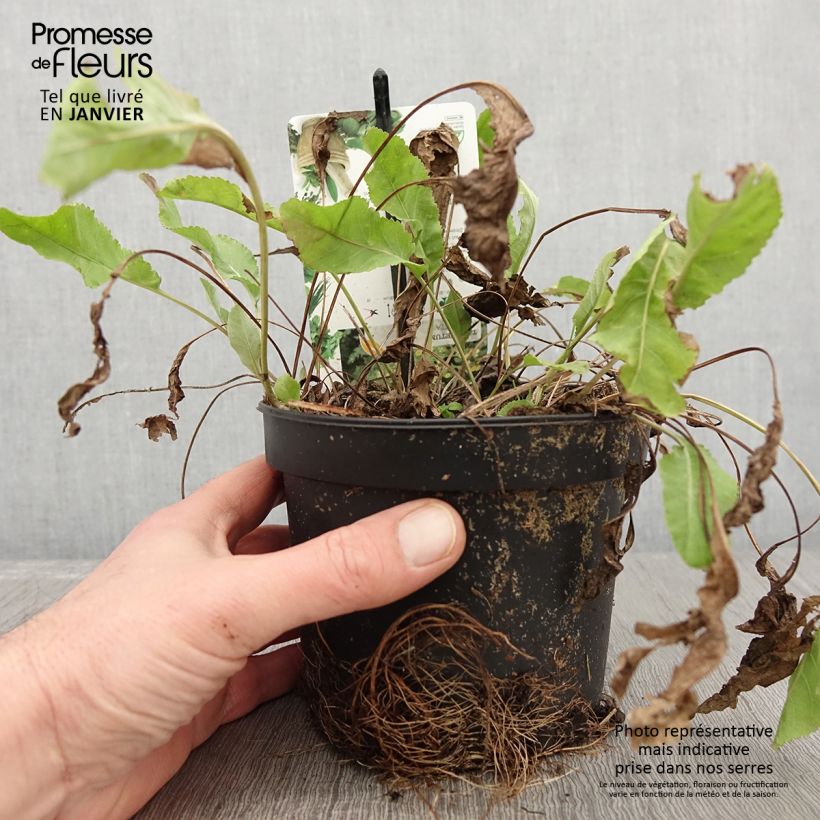 Amostra de Menthe Coq - Tanacetum balsamita Vaso de 1,5 L/2 L tal como entregue no inverno