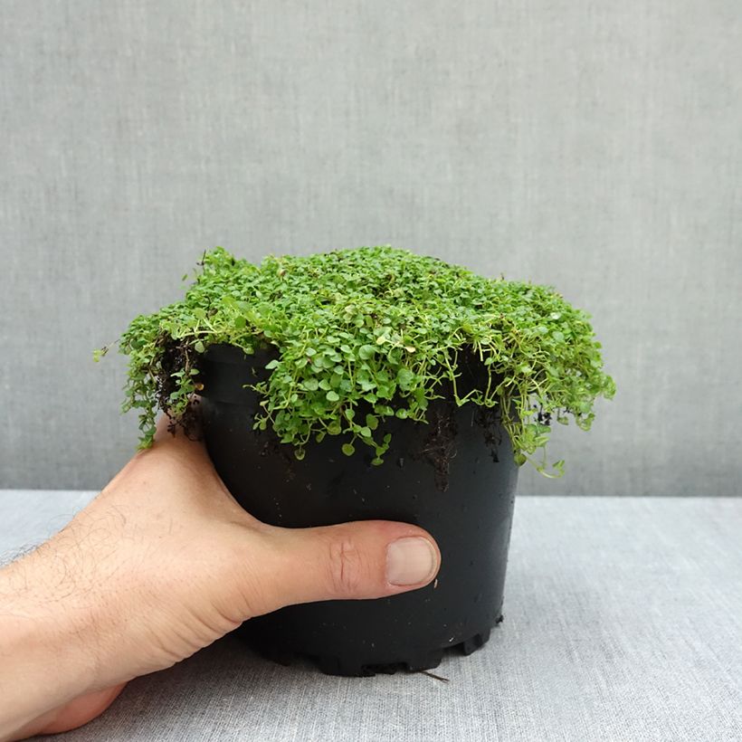 Amostra de Mentha requienii Vaso de 2 L/3 L tal como entregue no outono