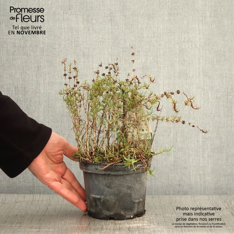 Amostra de Menthe des Cerfs - Mentha cervina Pot de 1,5L/2L tal como entregue no outono