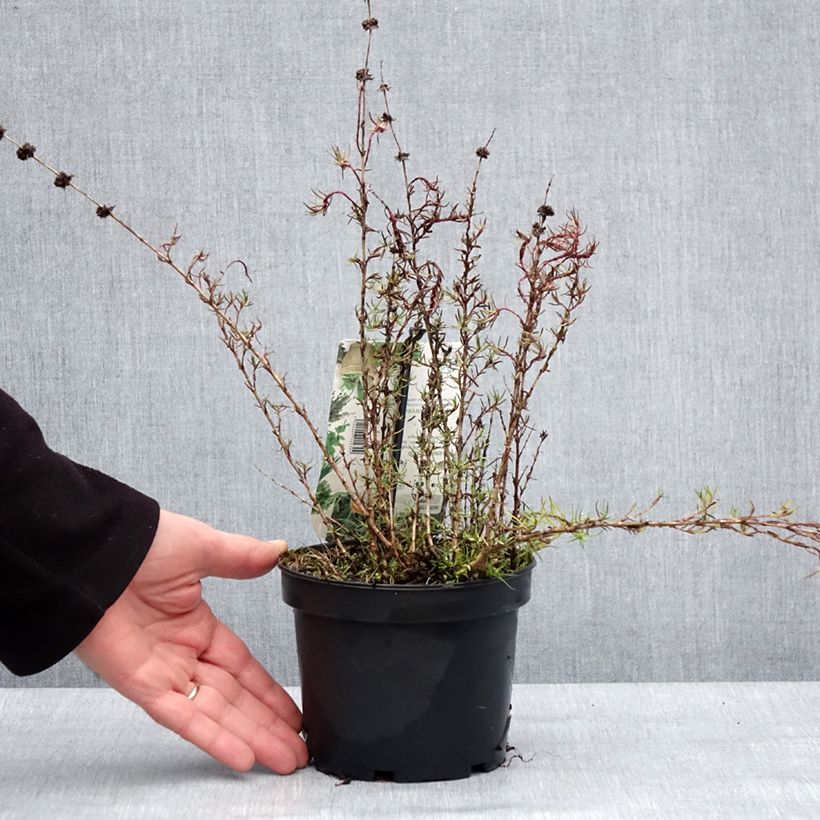 Amostra de Menthe des Cerfs - Mentha cervina Vaso de 1,5 L/2 L tal como entregue no inverno