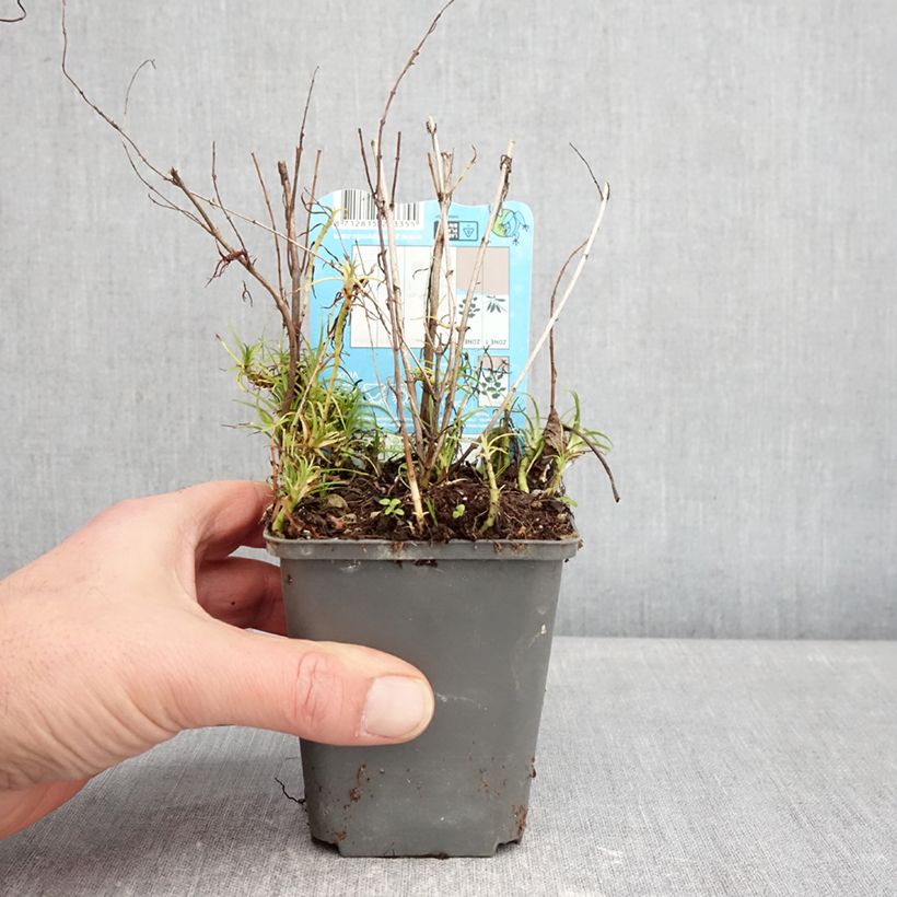 Amostra de Poejo-cervino Alba em sementes Vaso de 8/9 cm tal como entregue no inverno