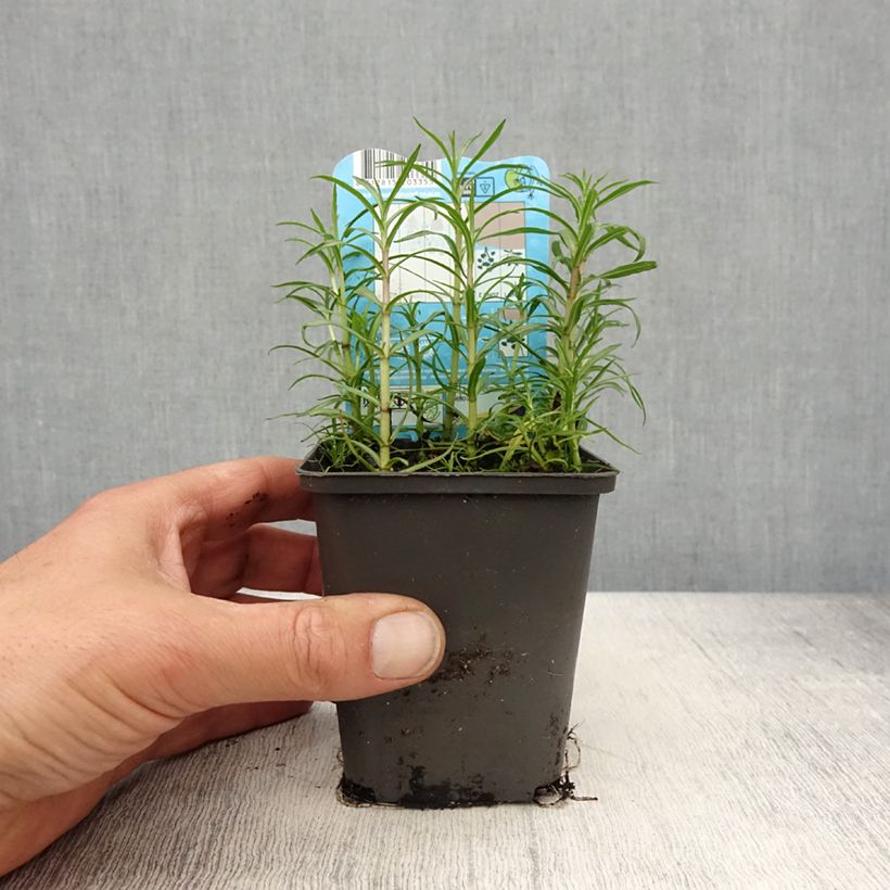 Amostra de Poejo-cervino Alba em sementes Vaso de 8/9 cm tal como entregue na primavera