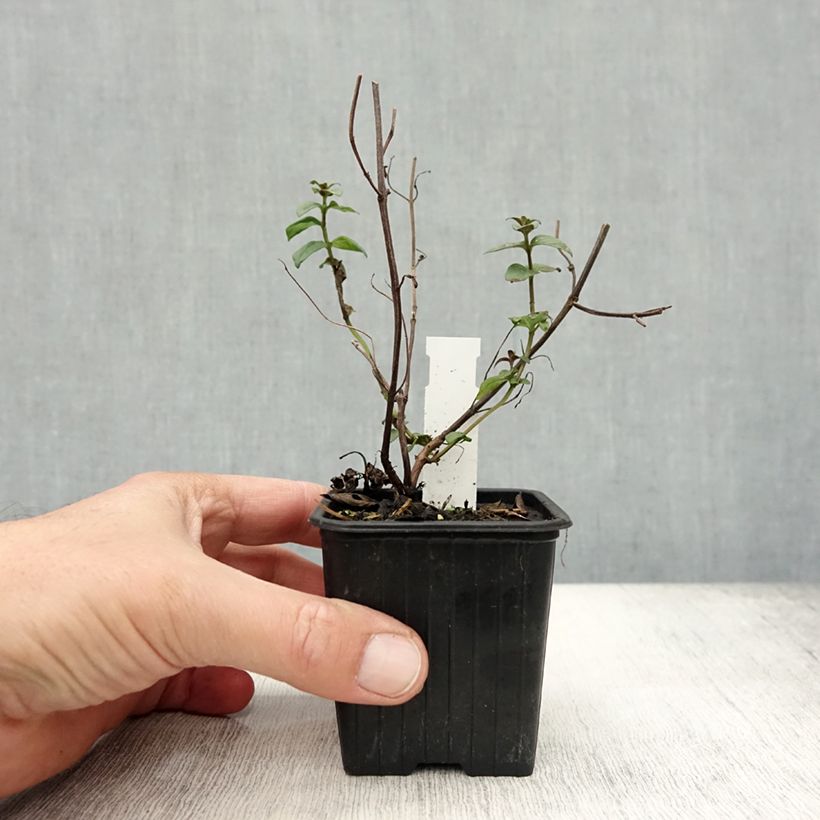 Amostra de Pycnanthemum muticum Vaso de 8/9 cm tal como entregue no outono